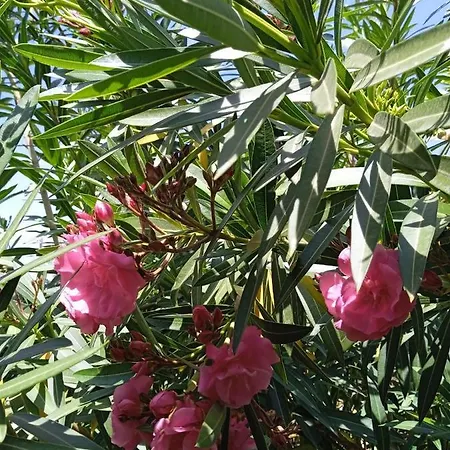 El Gaudi, Casita Catharina 公寓 安波拉